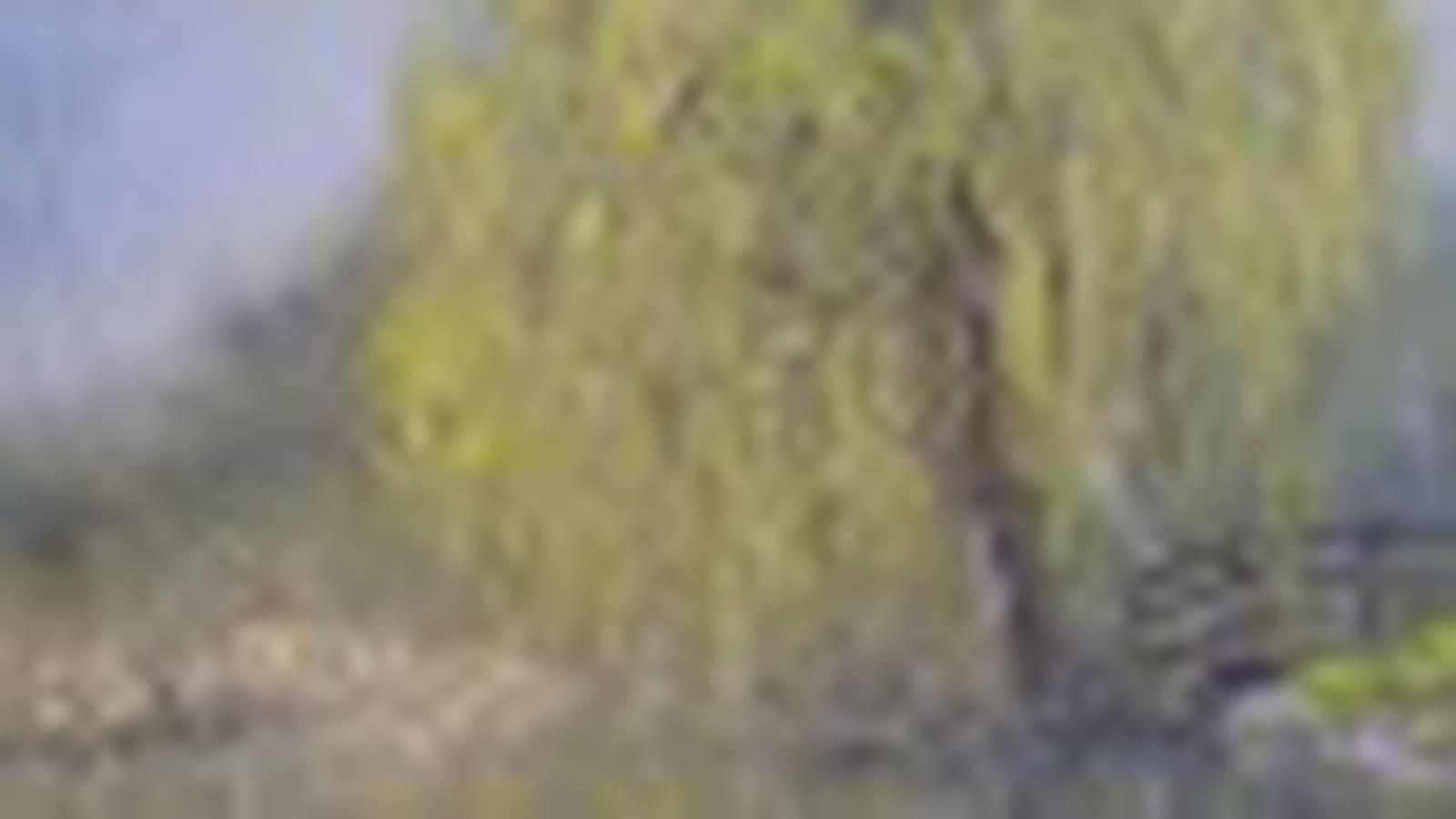 Le saule près de l'étang