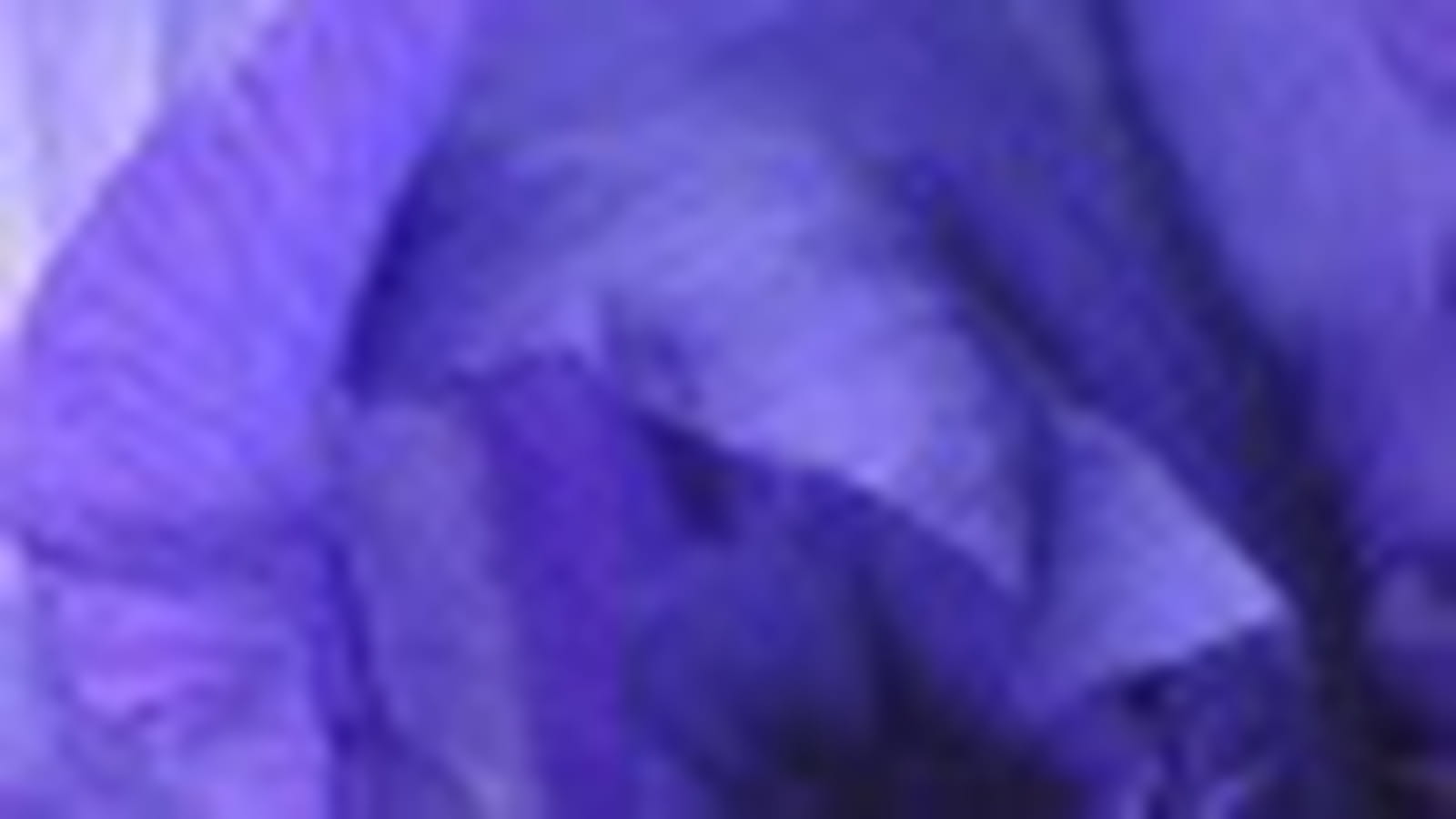 Coeur d'iris