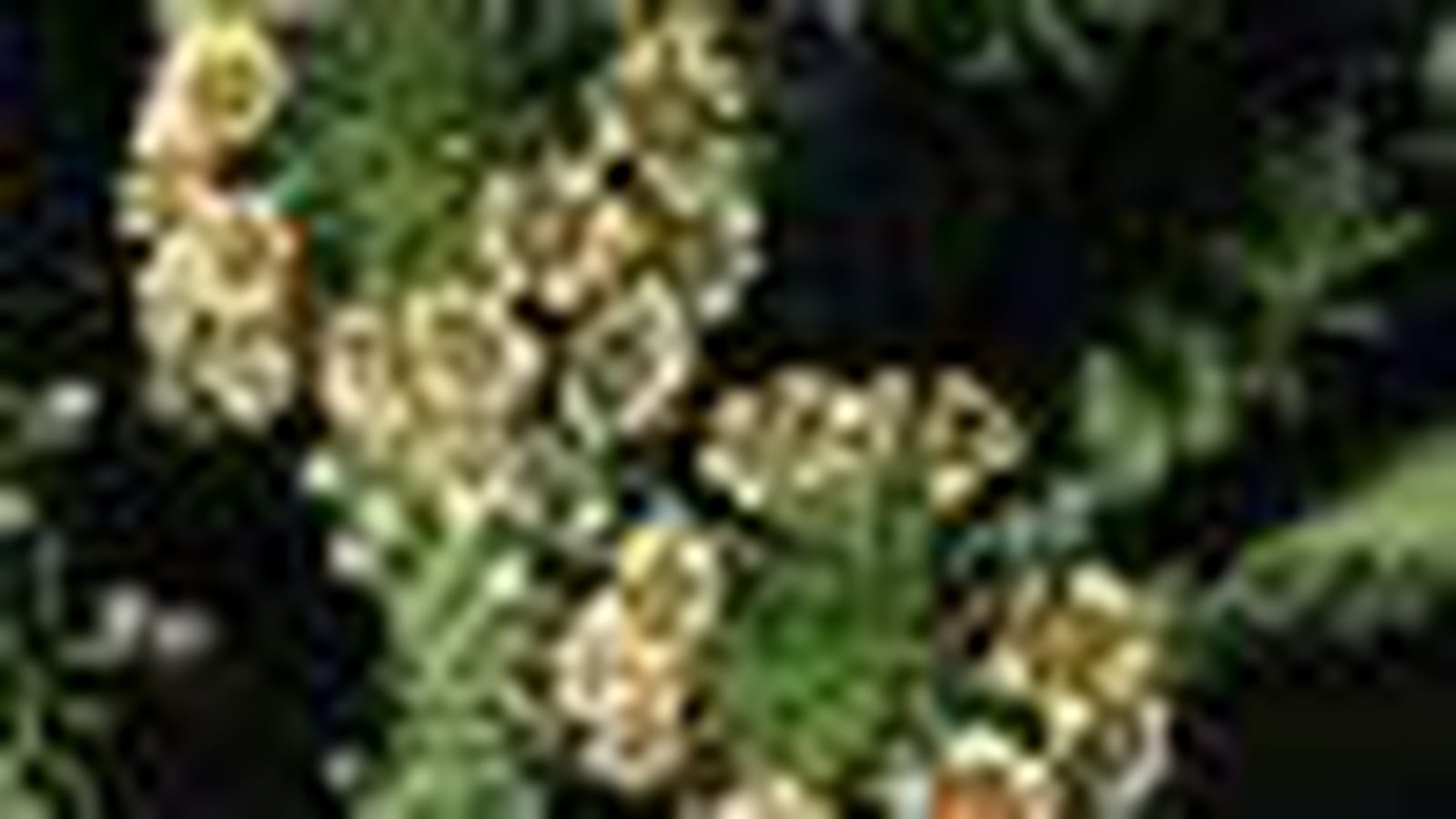 Euphorbia caput-medusae