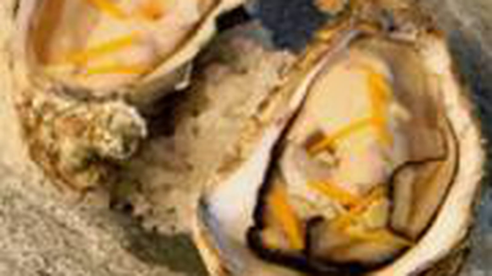 Huîtres en écume de bière, gingembre et zestes d'orange, bigorneaux à la mayonnaise de badiane