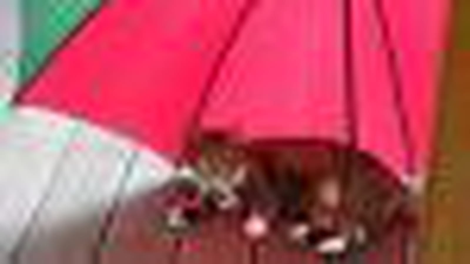 Le parapluie parasol