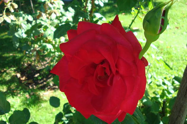 Dame de coeur qui pique ton coeur