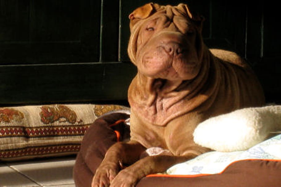 Quel chien en appartement ?