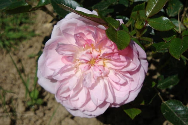 Dans le style rosace