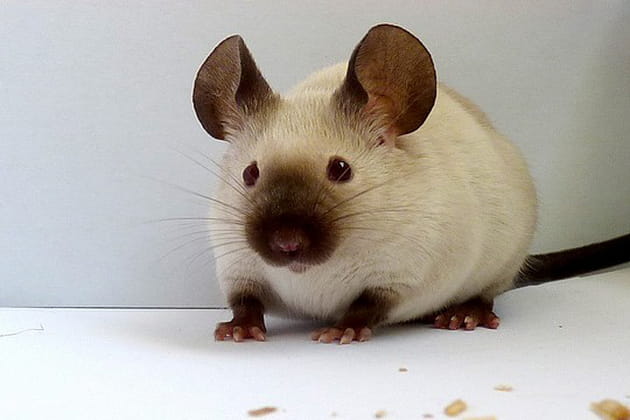 Franklin, une adorable souris siamoise