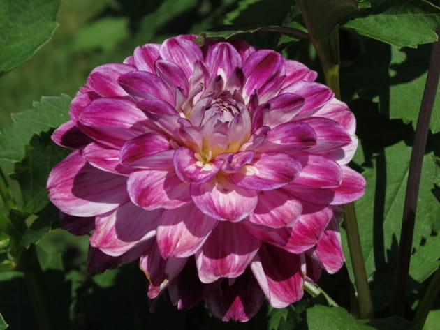 Le grand dahlia violet