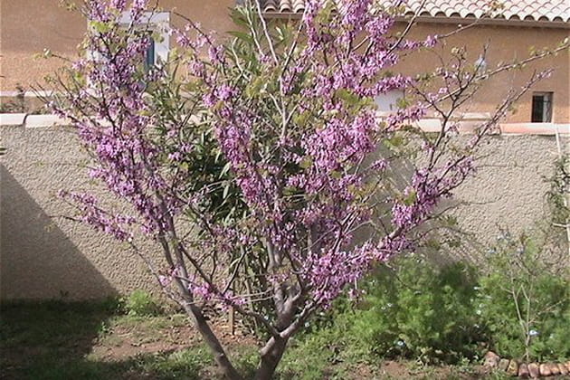 Arbre de Jud&eacute;e, un magnifique arbre d'ornement