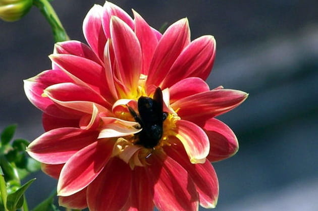 La f&eacute;e dahlia