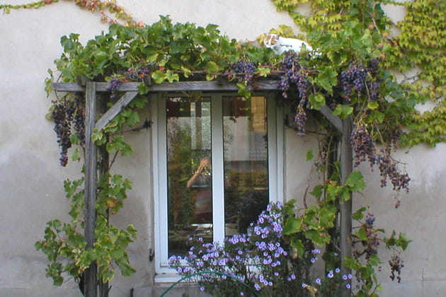 Pergola et vigne