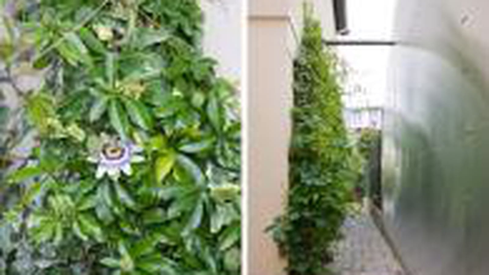Jardin blanc