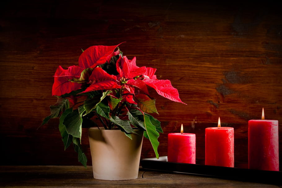 Fleurs de saison : quelles variétés pour Noël ?