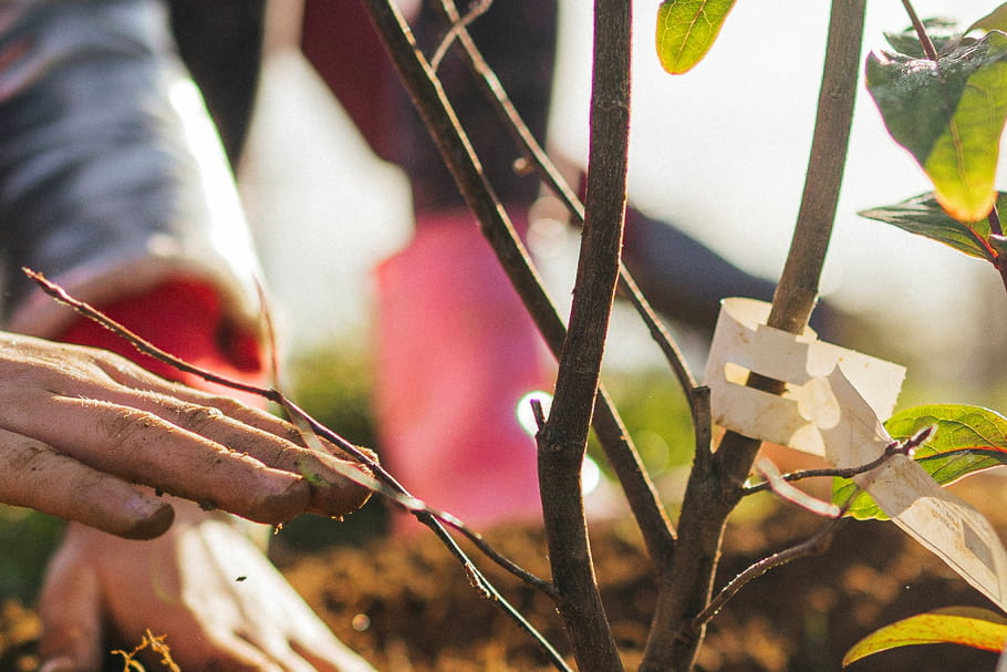 Opération "Vous plantez, nous plantons" chez Truffaut