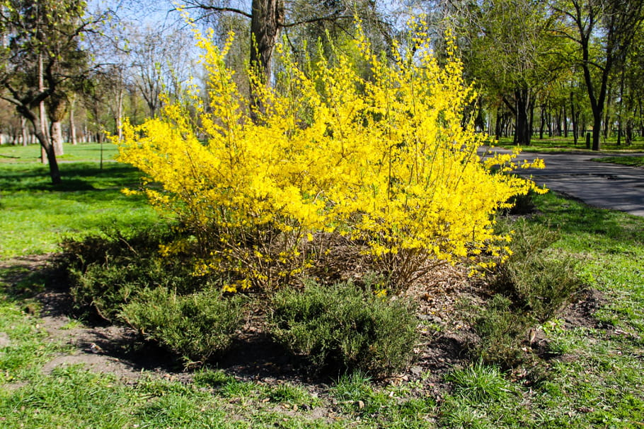 Forsythia