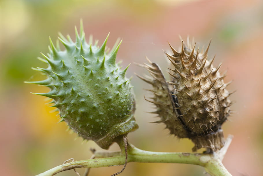 Datura : une famille en réanimation après en avoir mangé par erreur