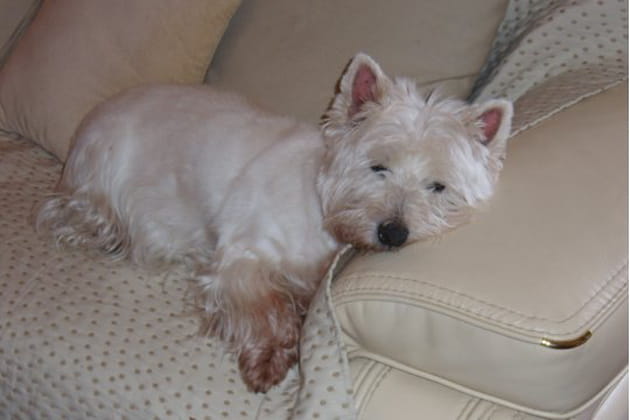 Pas sourde, Mephista