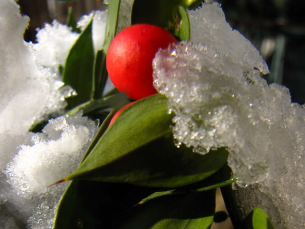 Faux houx enneigé