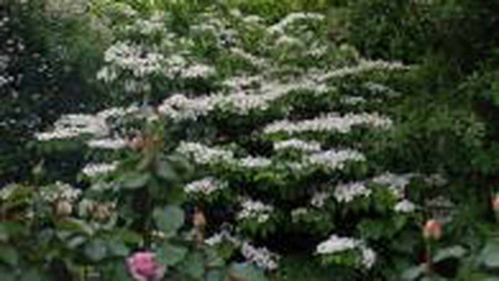Viburnum plicatum Mariesii