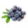  Myrtille fraîche ou surgelée