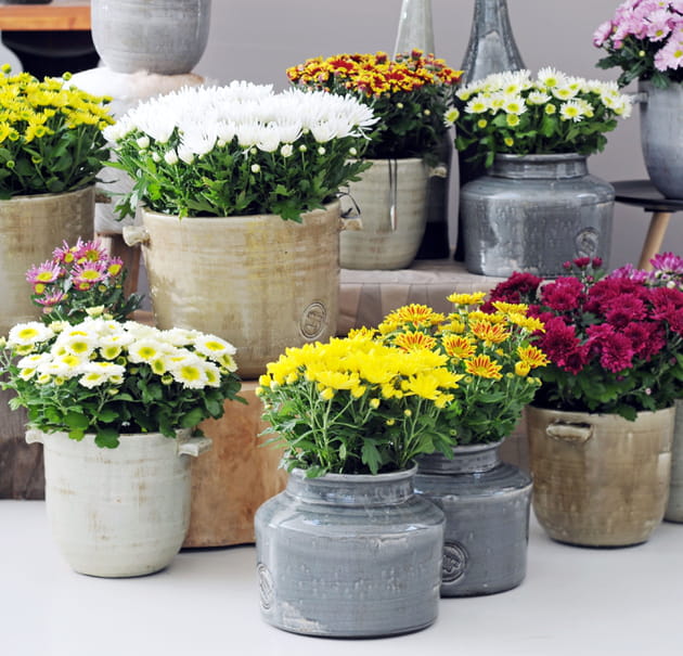 6chrysantheme maplantemonbonheur