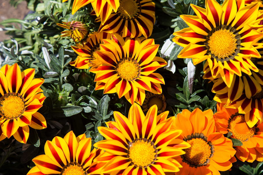 Gazania