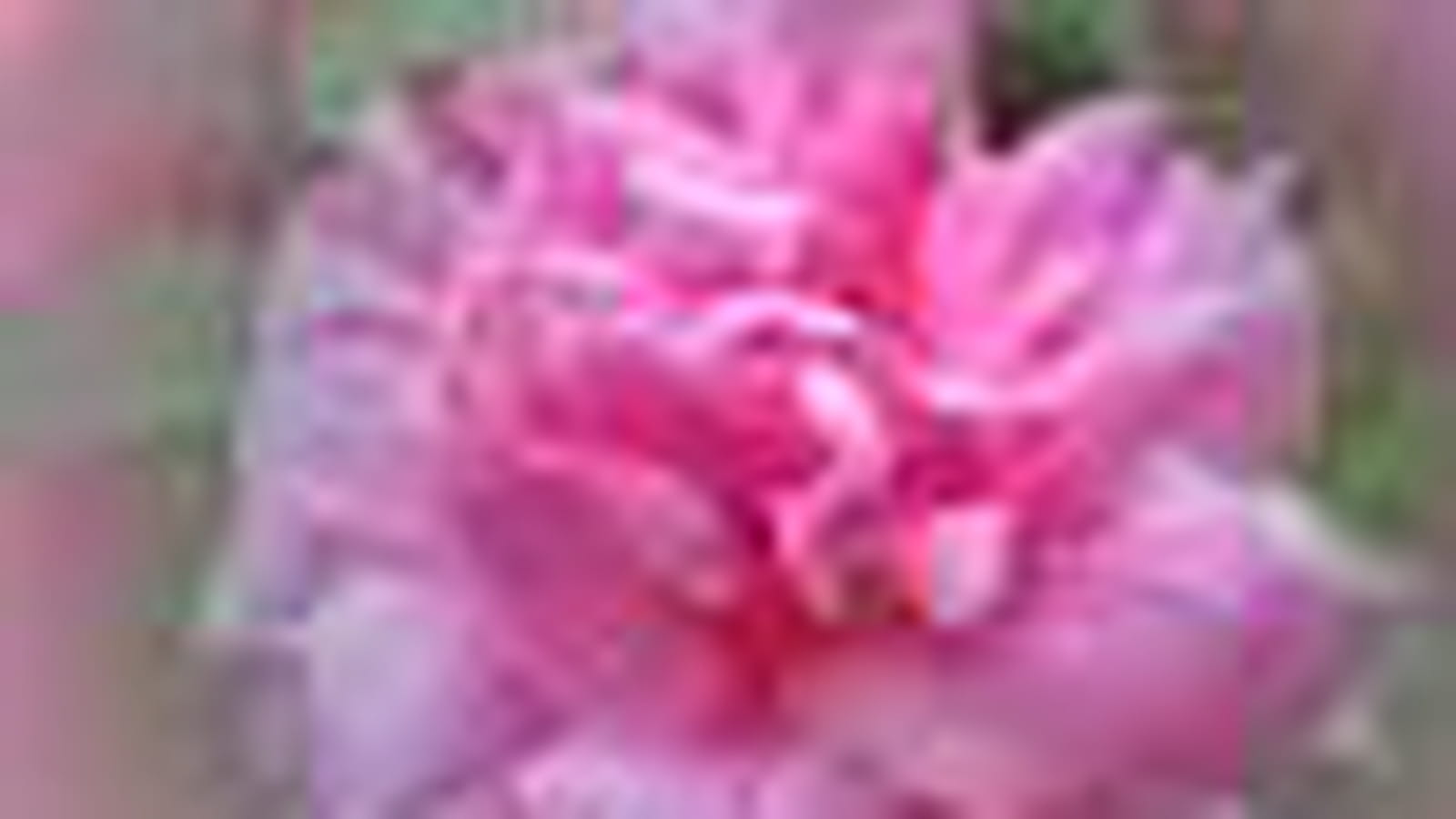 Rosier Old Blush