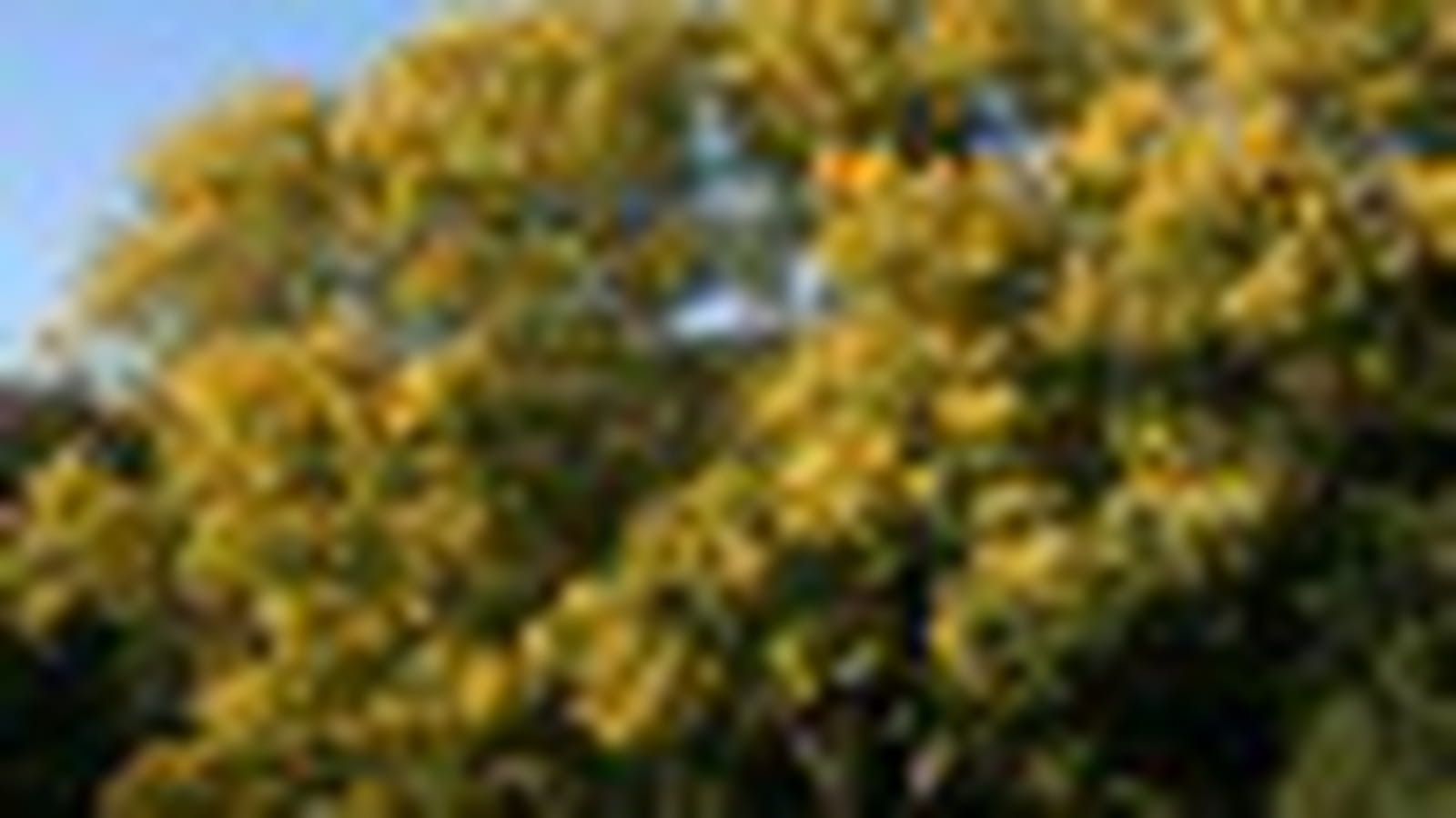 Mimosa