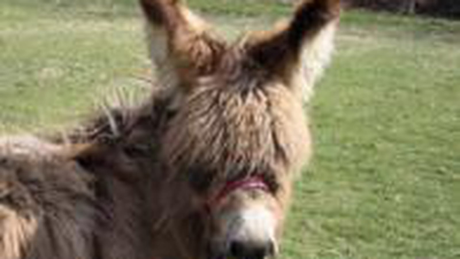 Le shetland