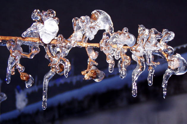 Branche aux stalactites