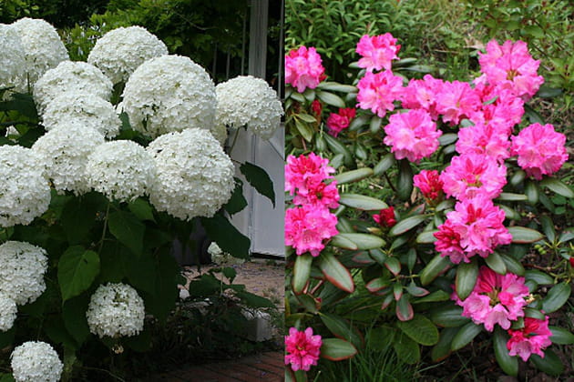 De belles fleurs en boules