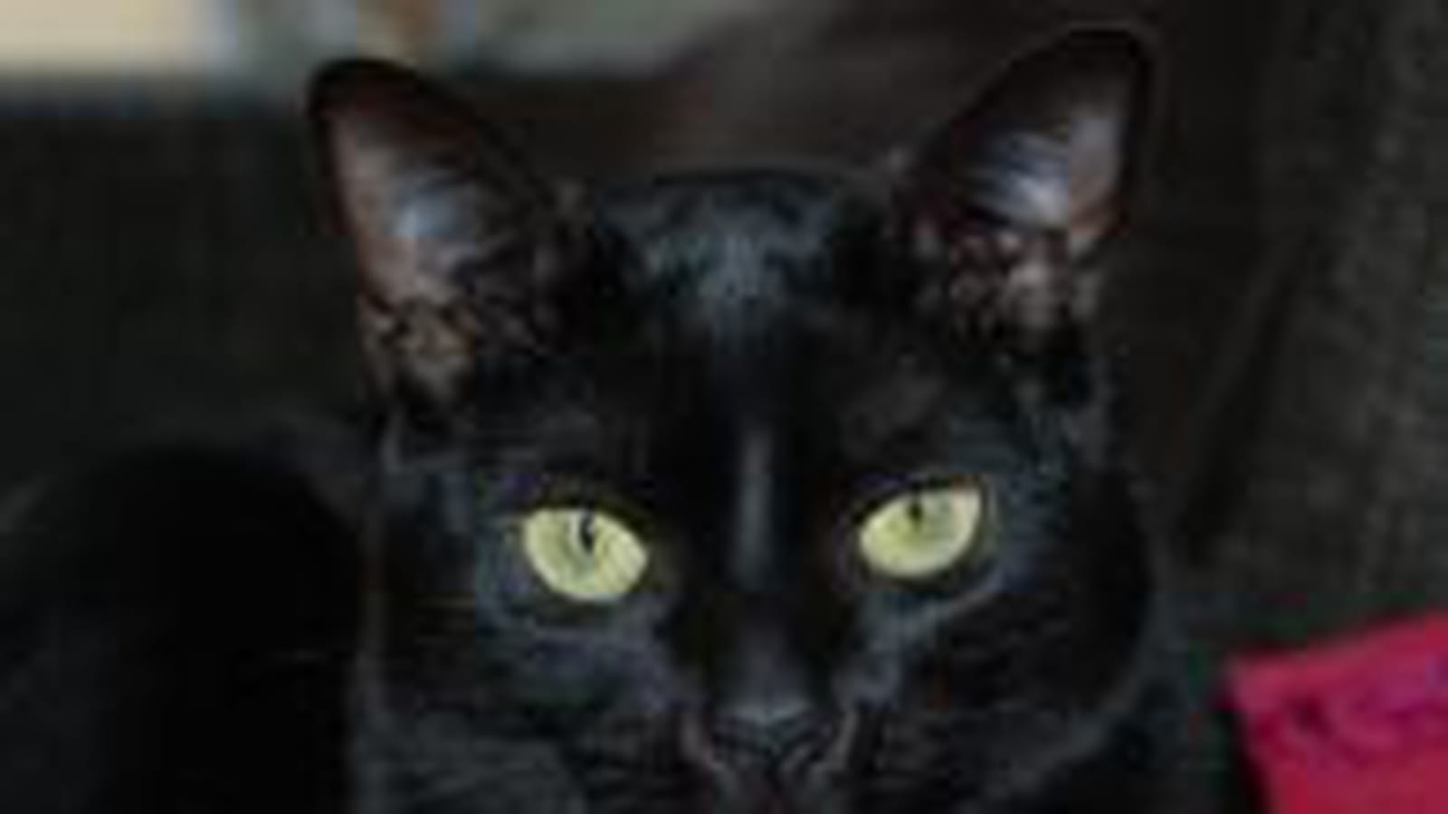 Lilou