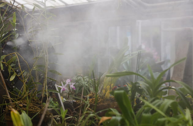 Une serre humide