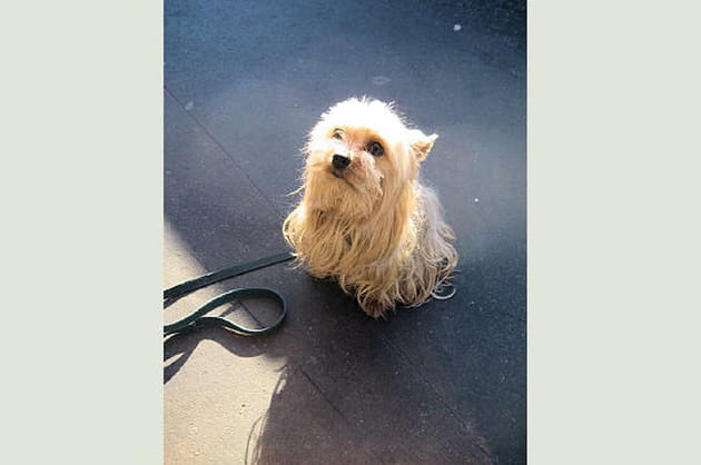 Une affectueuse boule de poils