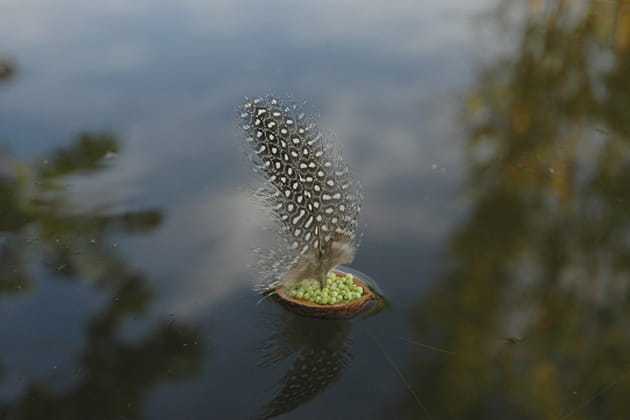 Voyage au coeur de la nature
