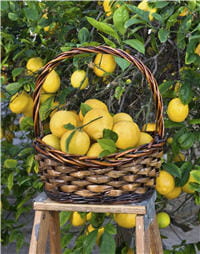 le jus de citron peut être utilisé plus facilement que l'huile qui nécessite des