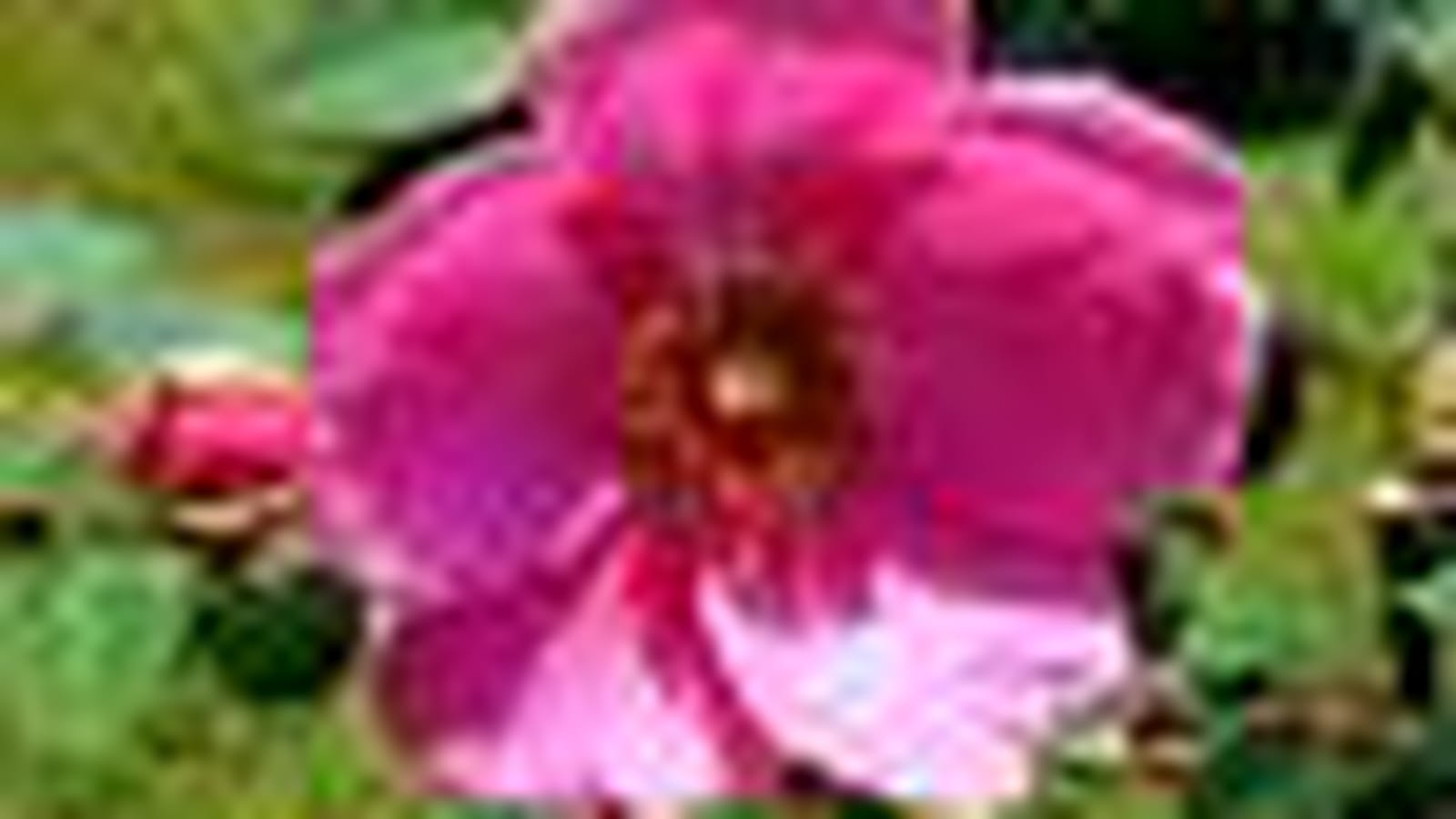 Rosa rubiginosa