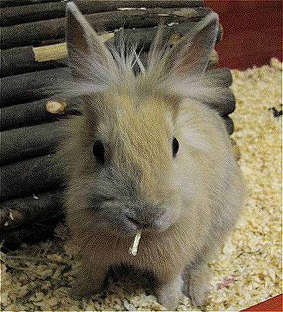 C'est bon le foin !