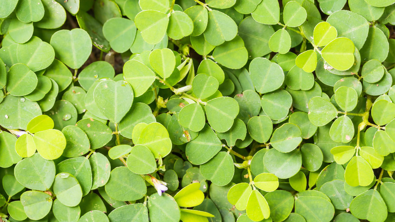 Le desmodium