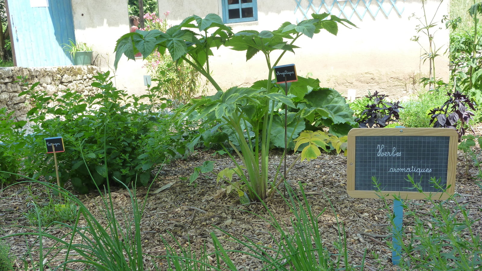Jardin aromatique
