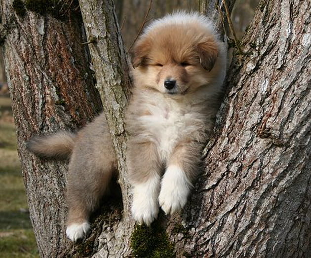 Un colley perch&eacute; dans un arbre