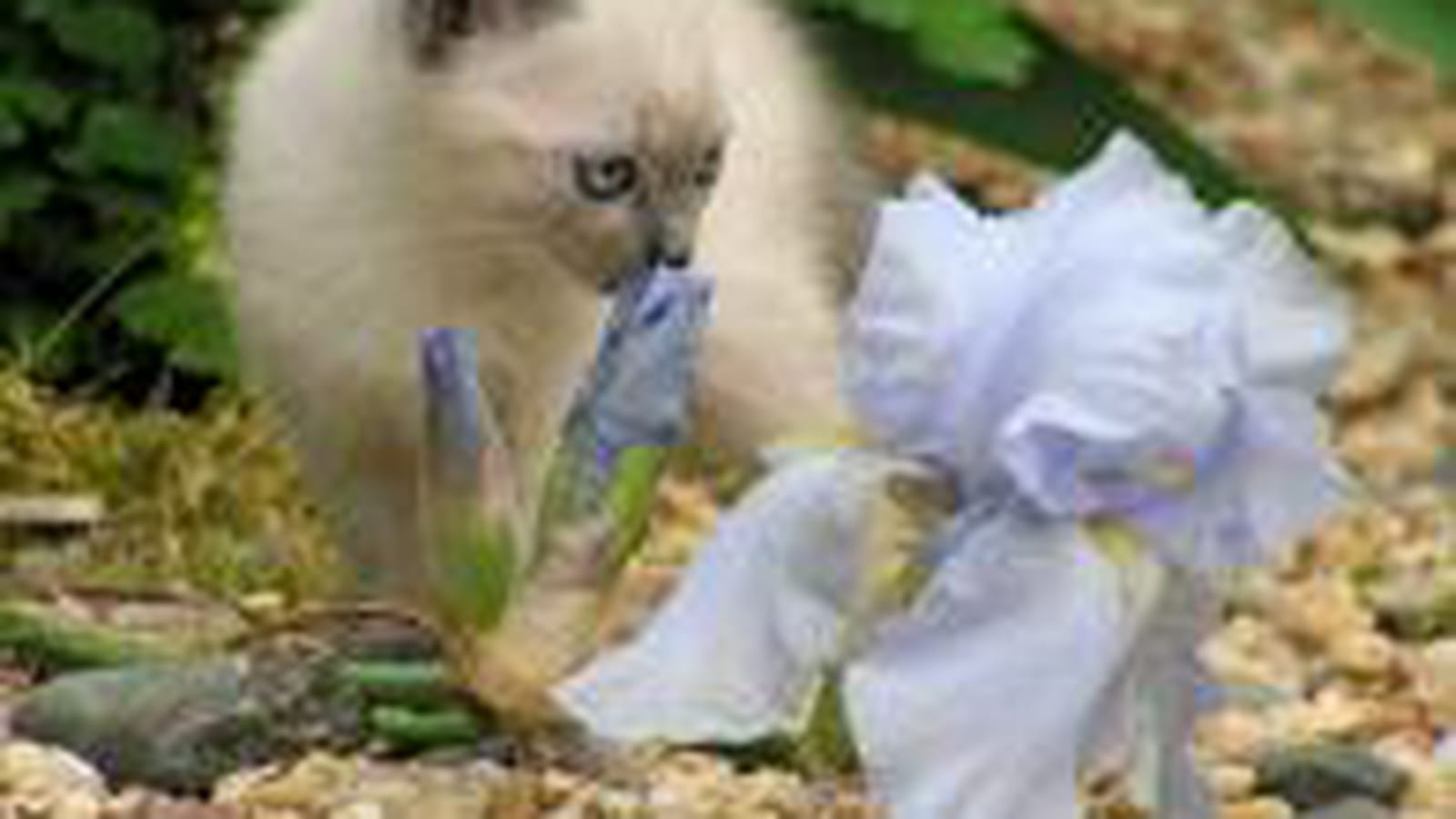 Iris