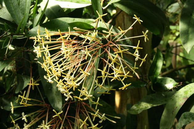 Contre les problèmes de peau