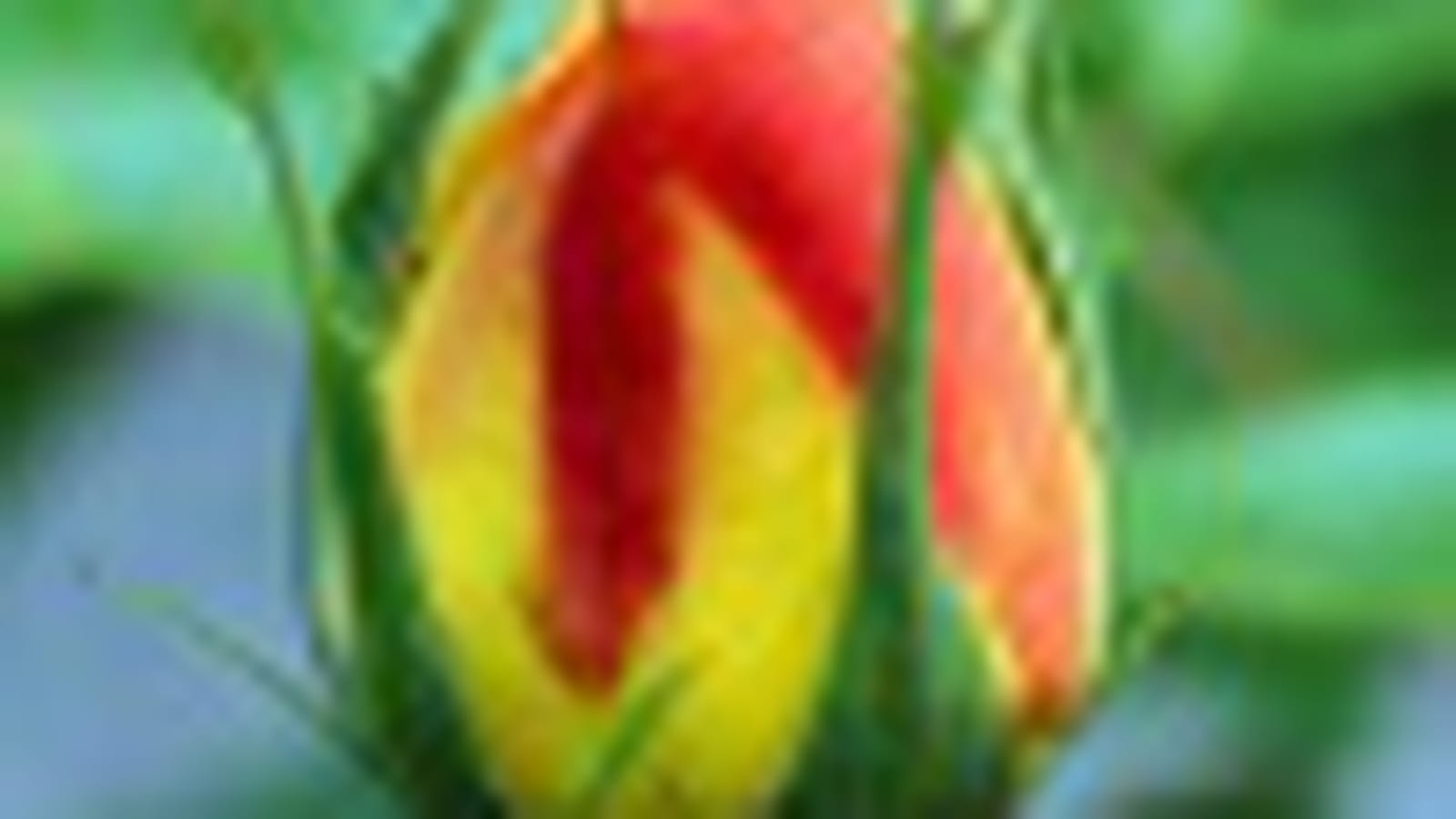 Bouton de rose