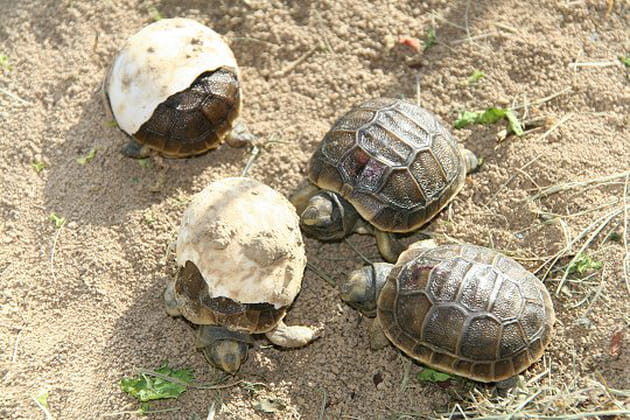 Une naissance en direct