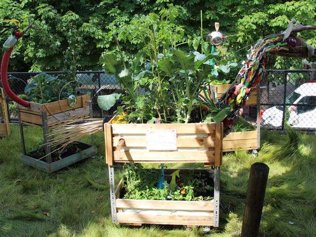 Bestioles en cagettes