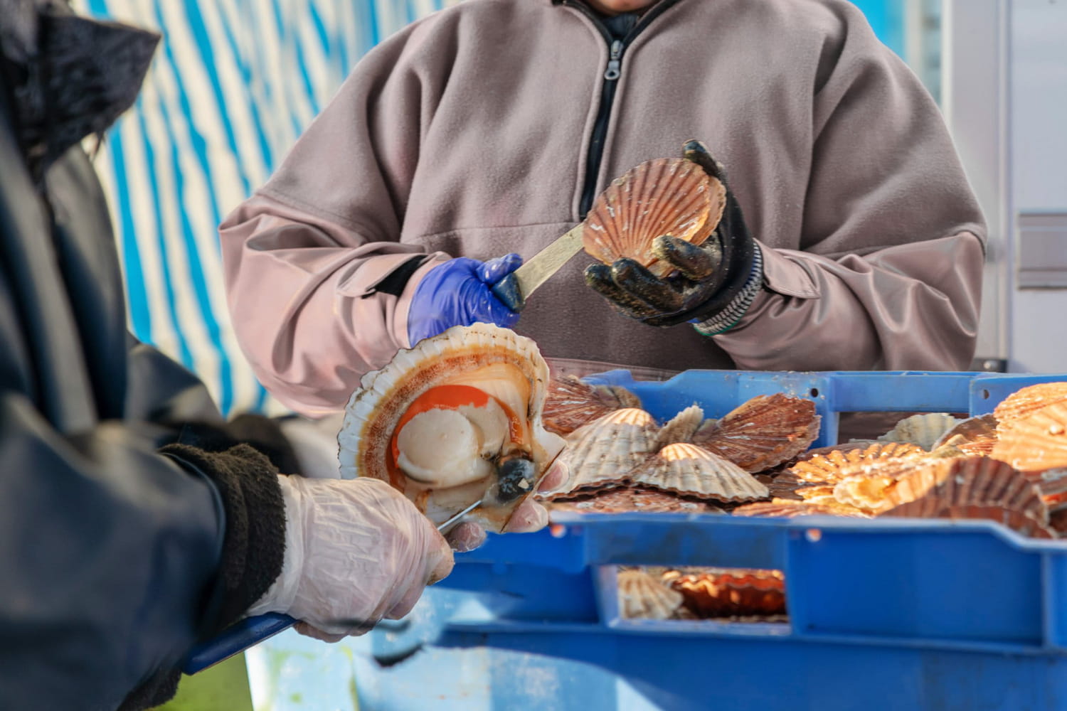 Comment ouvrir des coquilles SaintJacques