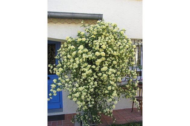 Un rosier devant la maison
