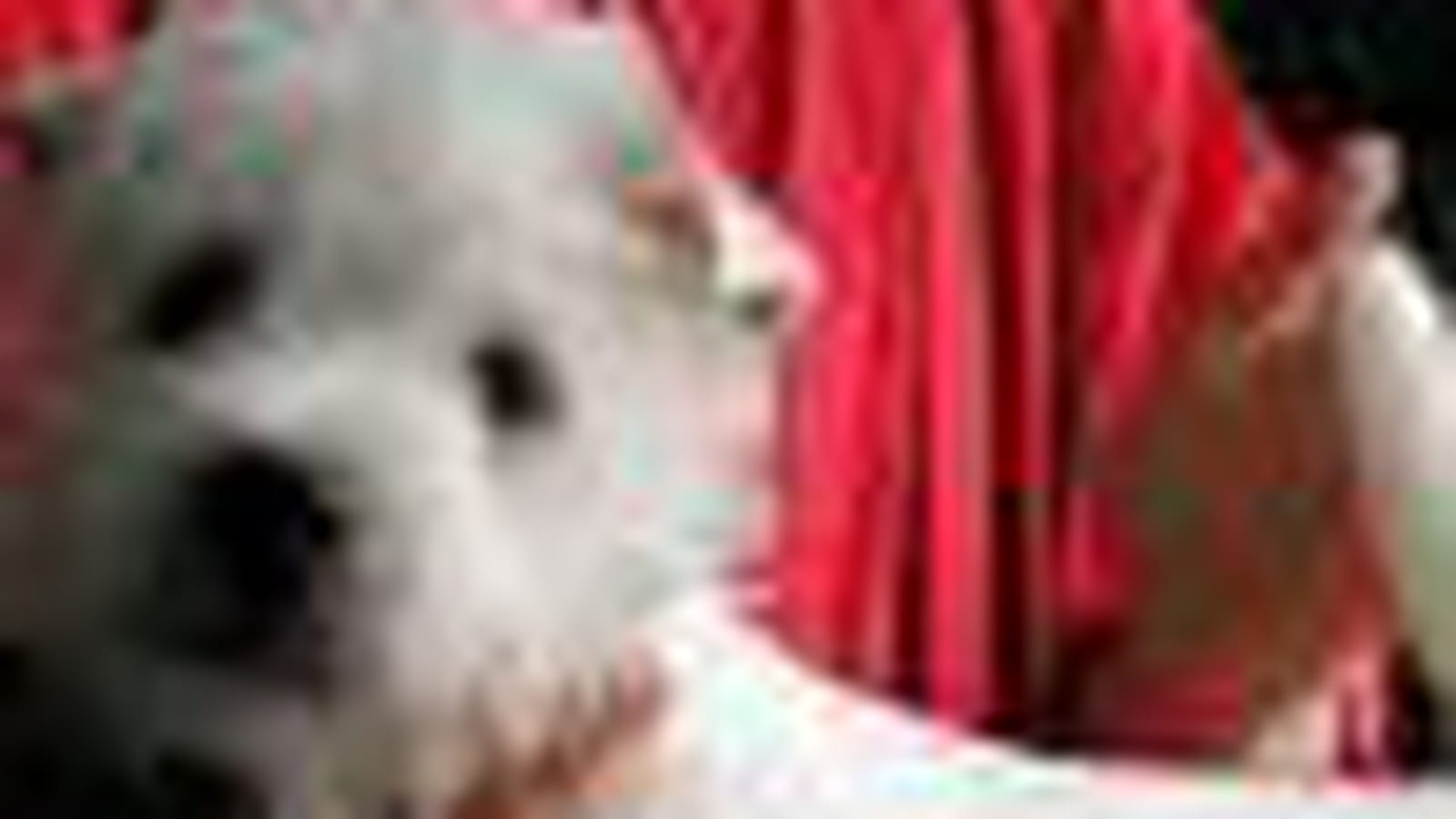Le westie