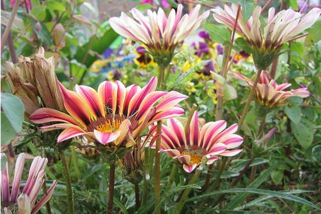 Magnifiques Gazanias