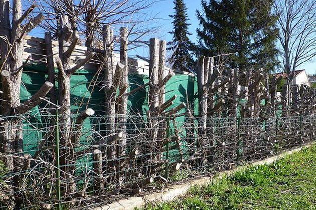 Une haie de Thuyas à supprimer