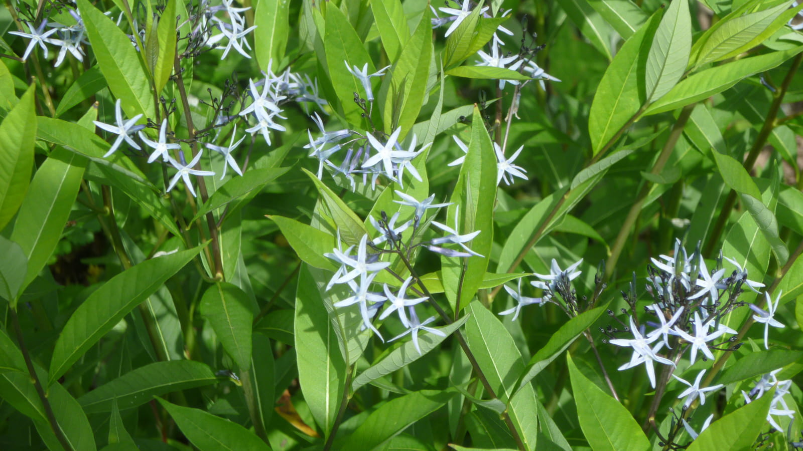 Amsonia labernaemontana